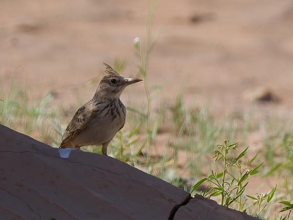 <h3>Galerida cristata / Crested lark / Kuifleeuwerik</h3>OM-1 Mark II with OLYMPUS M.150-400mm F4.5, 1/2000 sec at F4.5, ISO 250, distance 28.7 m